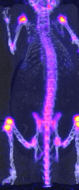Petit animal imagé en TEP.gif
